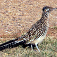 Over the course of the summer and the first couple of weeks back at school, there have been many sightings of what is said to be Crowder’s new mascots: The Roughrider Roadrunners. 