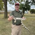 Wildcat Glades volunteer Cameron Kruse brought his two pet snakes out to the quad for Wellness Week on Tuesday, Sept. 17 to promote awareness of our natural environment and encourage students to volunteer at the Wildcat Glades organization. 